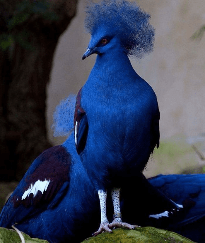 Pigeon with a blue crown