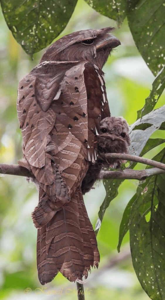 Malaysian Large Frogmouth With Her Child