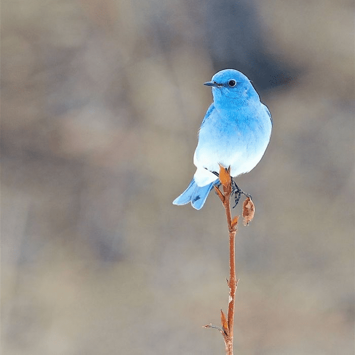 Mountain Bluebird