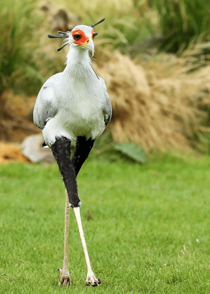 Secretary Bird