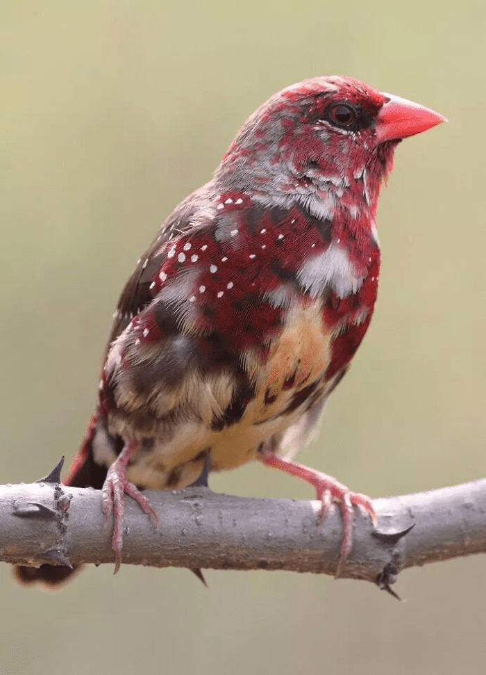 Lovely Strawberry Finch