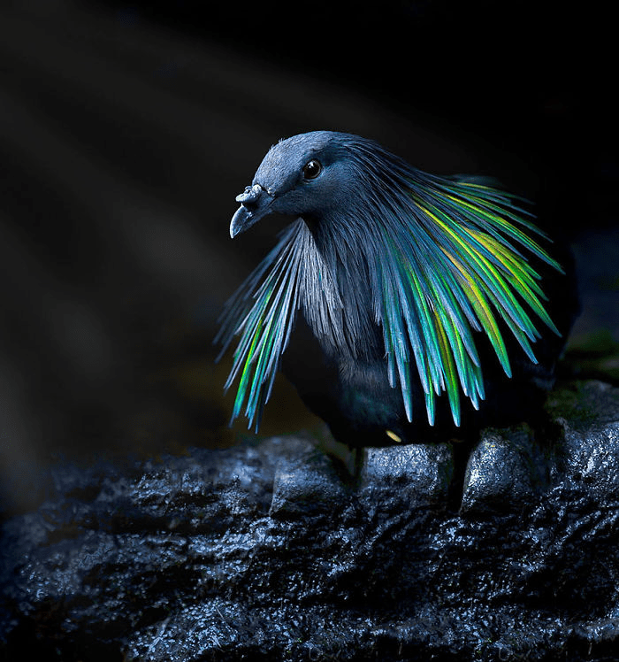 Nicobar Pigeon