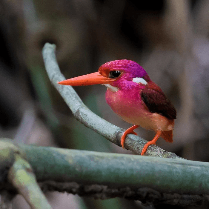 South Philippine Dwarf Kingfisher