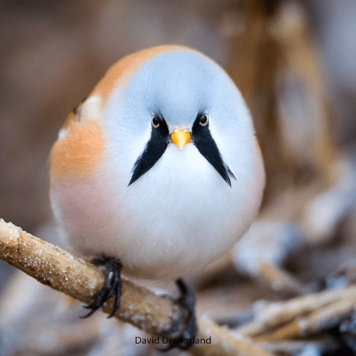 Bearded Reedling