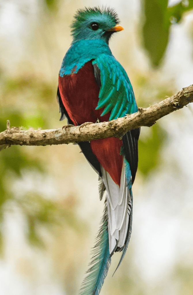 Quetzal.