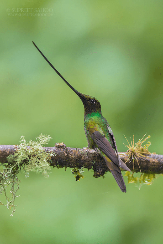 Sword-Billed Hummingbird