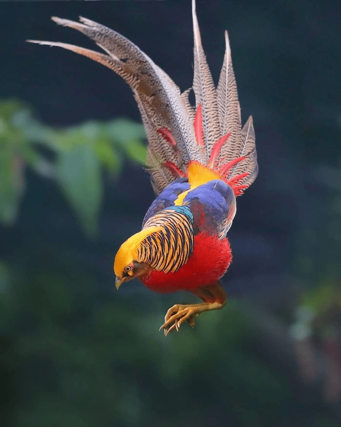 Golden Pheasant