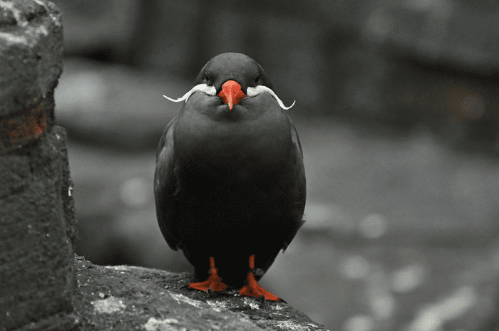 Inca Tern