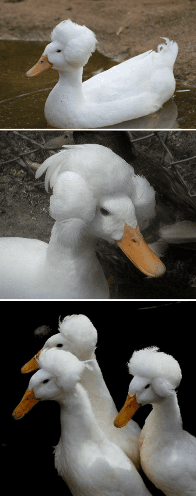 Crested Duck