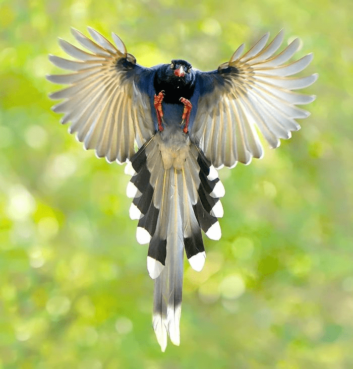 Taiwan Blue Magpie