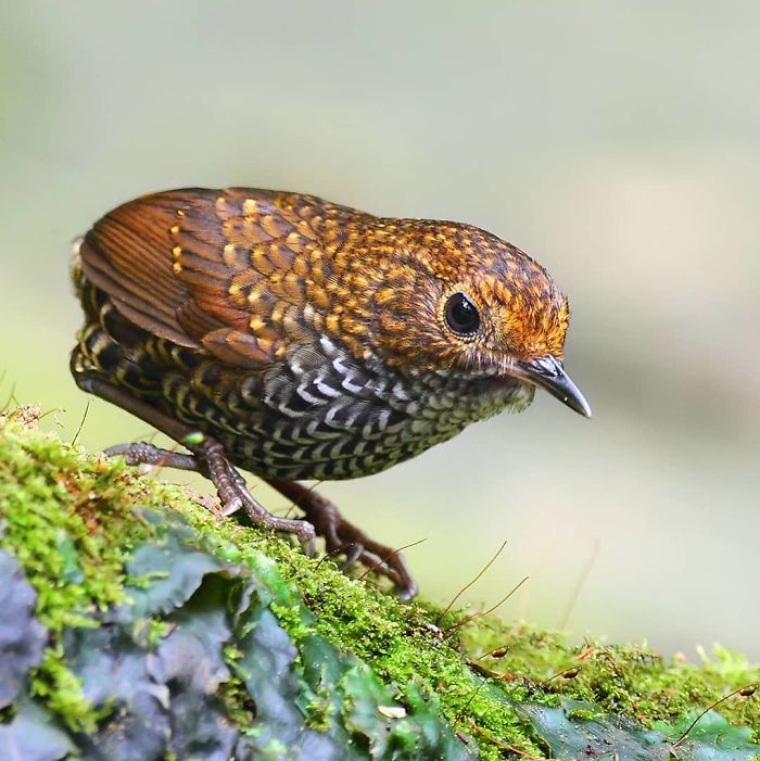 Babbler Pygmy Wren