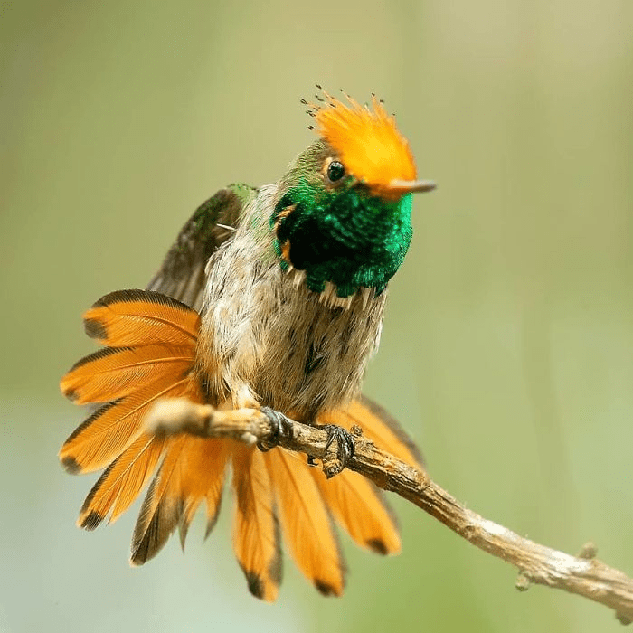 Rufous-Crested Coquette