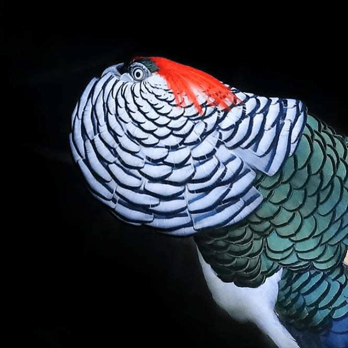 Lady Amherst's Pheasant