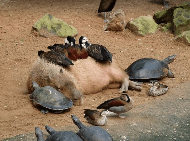 Capybaras