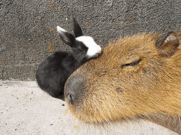 Capybaras