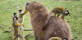 Capybaras