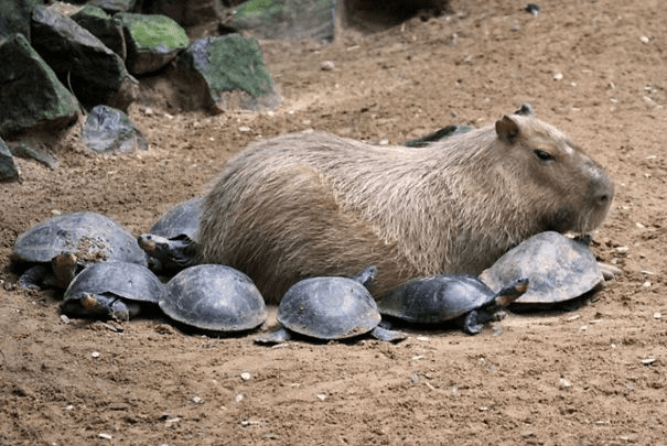 Capybaras