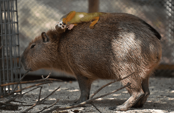 Capybaras