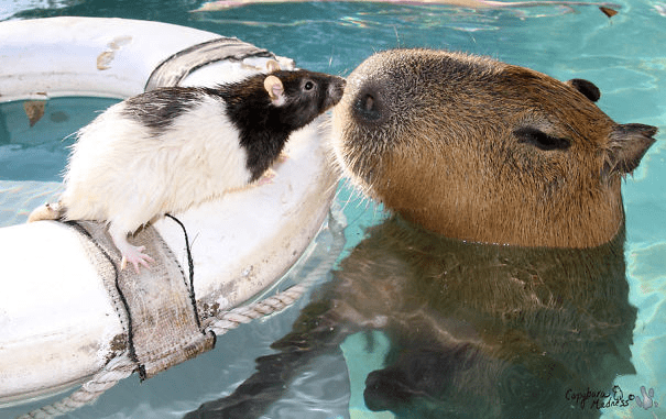 Capybaras