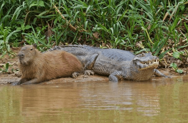 Capybaras