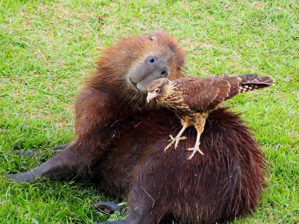 Capybaras