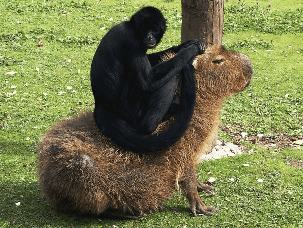 Capybaras