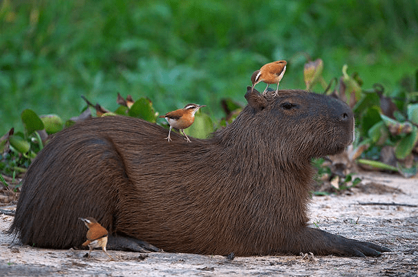 Capybaras