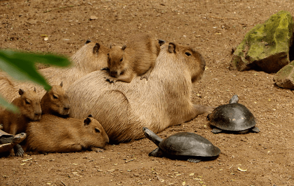 Capybaras