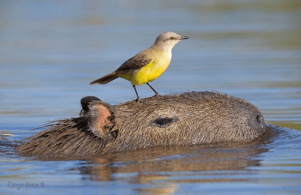 Capybaras