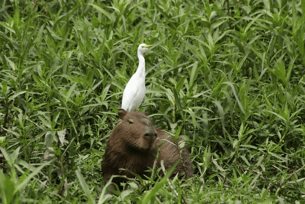 Capybaras