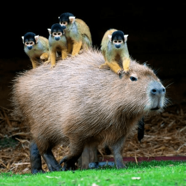 Capybaras