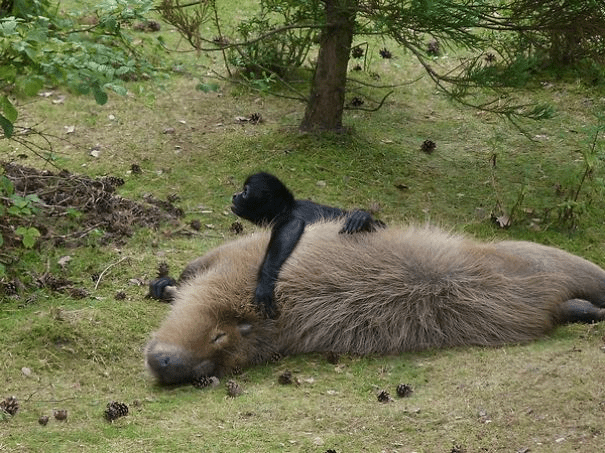 Capybaras