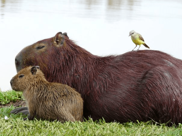 Capybaras