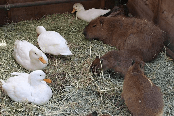 Capybaras