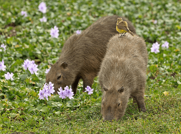 Capybaras