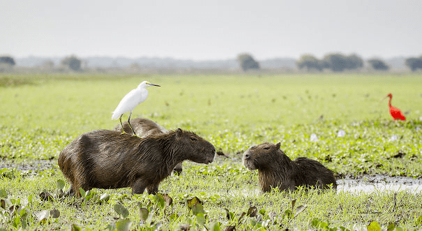 Capybaras