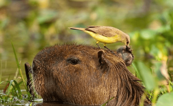 Capybaras