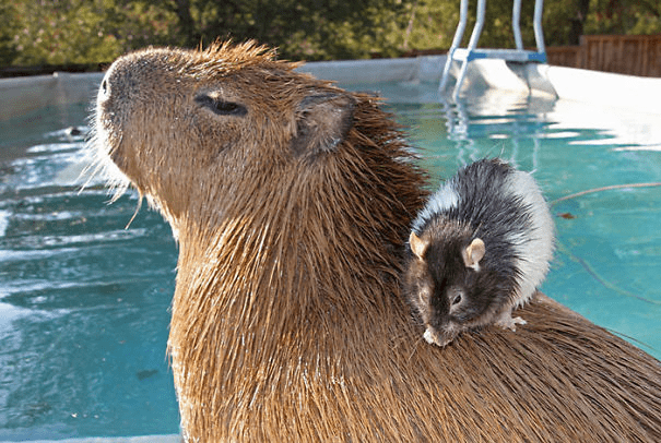 Capybaras