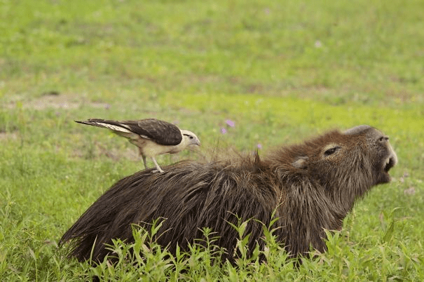 Capybaras