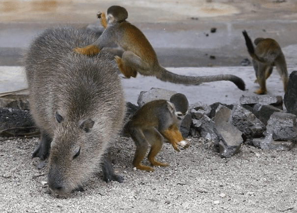 Capybaras