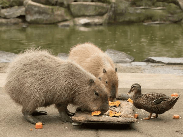 Capybaras