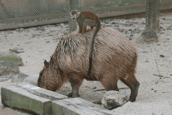 Capybaras