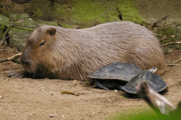 Capybaras