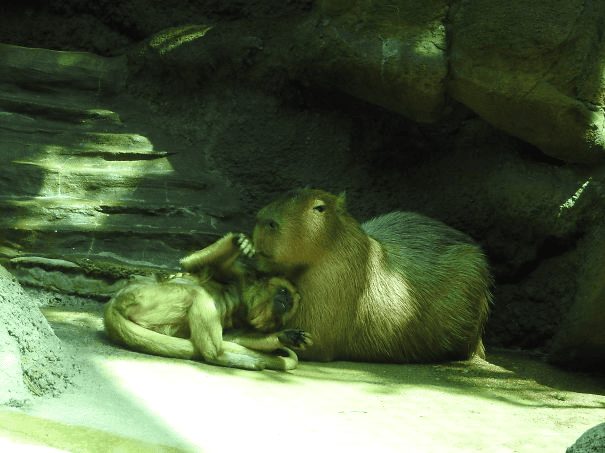 Capybaras