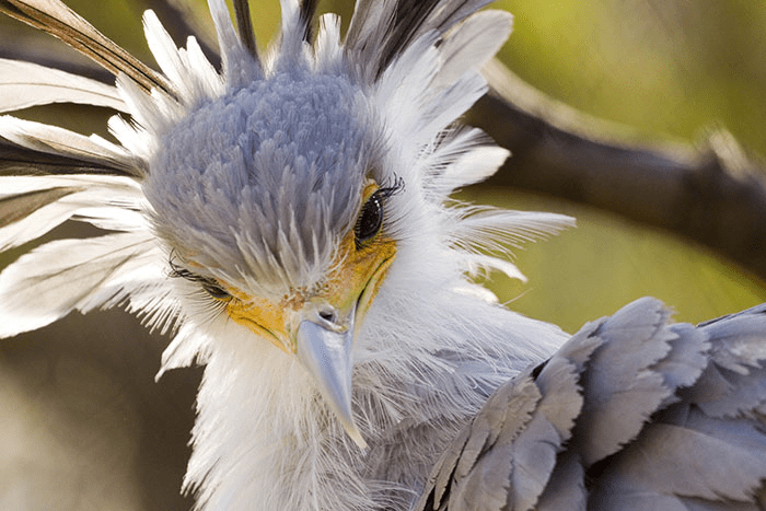 The Secretary Bird 