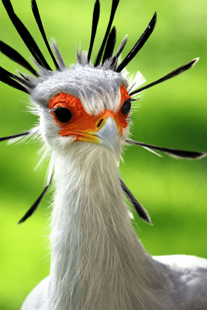 The Secretary Bird 