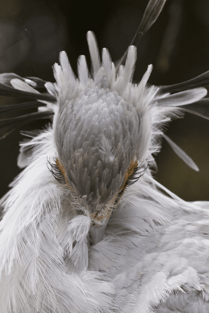 The Secretary Bird 