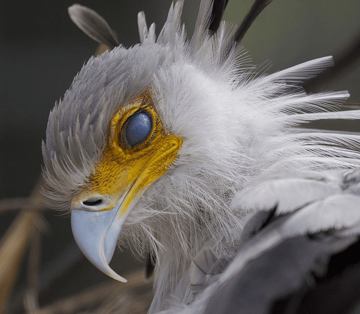 The Secretary Bird 