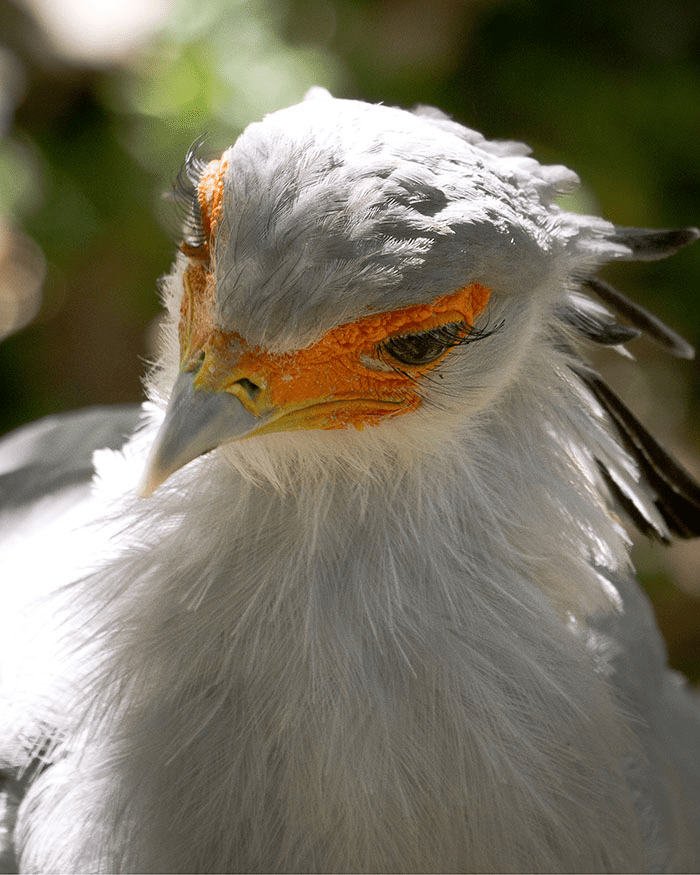 The Secretary Bird 