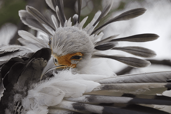 The Secretary Bird 